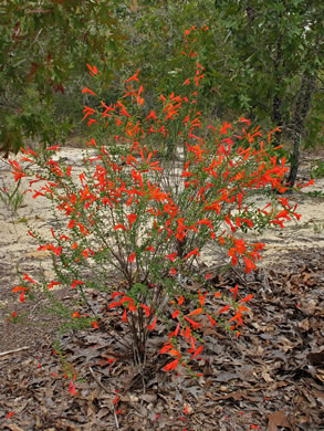 image of Clinopodium coccineum, Scarlet Wild Basil, Scarlet Calamint, Red Mint Shrub, Red Basil