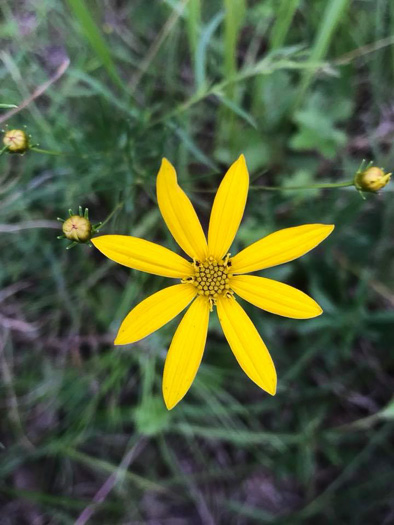 image of Coreopsis verticillata, Threadleaf Coreopsis, Cutleaf Tickseed, Whorled Tickseed