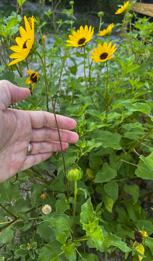 image of Helianthus debilis ssp. debilis, East Florida Beach Sunflower