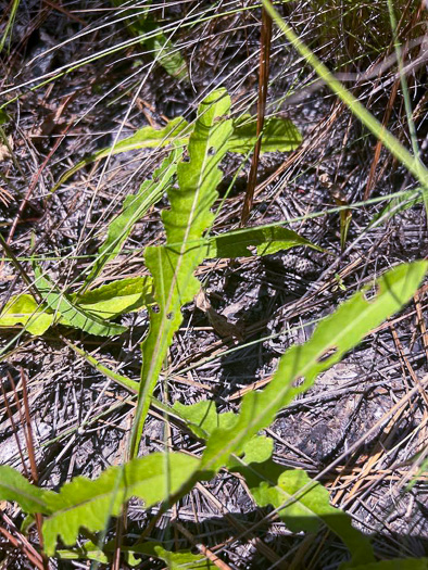 image of Parthenium integrifolium var. mabryanum, Sandhill Wild Quinine, Mabry's Wild Quinine, Carolina Wild Quinine