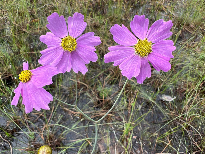 image of Coreopsis nudata, Swamp Coreopsis