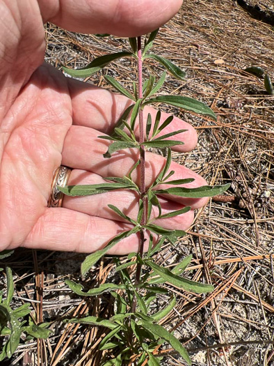 image of Eupatorium linearifolium, Narrowleaf Bushy Thoroughwort, Twisted Eupatorium, Narrowleaf Bushy Eupatorium