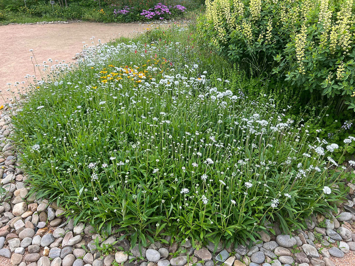 image of Marshallia obovata var. obovata, Piedmont Barbara's-buttons, Spoon-leaved Barbara's-buttons, Spoon-shaped Barbara's-buttons