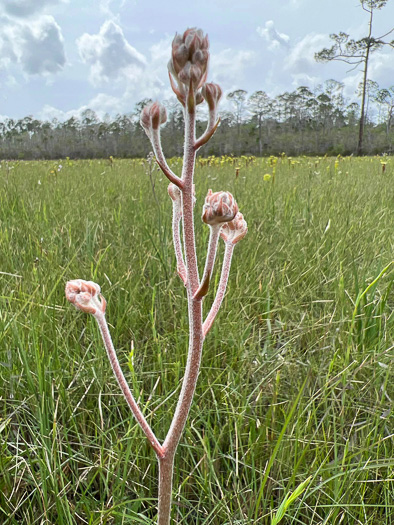 image of Lachnanthes caroliniana, Carolina Redroot