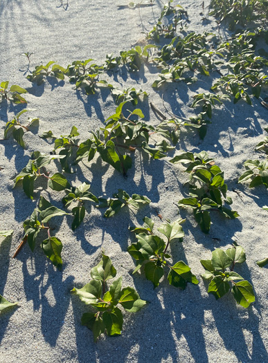 image of Helianthus debilis ssp. debilis, East Florida Beach Sunflower