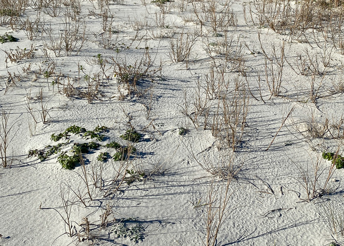 image of Helianthus debilis ssp. debilis, East Florida Beach Sunflower