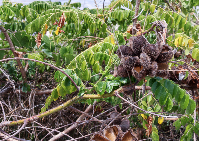 image of Guilandina bonduc, Gray Nicker, Holdback