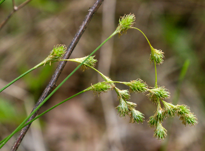 image of Carex tenera, Slender Sedge, Quill Sedge