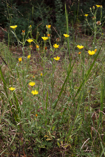 image of Bradburia pilosa, Soft Goldenaster, Hairy Goldenaster