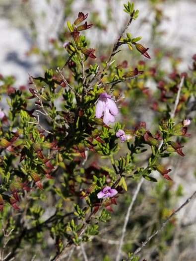 image of Clinopodium ashei, Ashe's Savory, Ashe's Calamint, Ohoopee Dunes Wild Basil