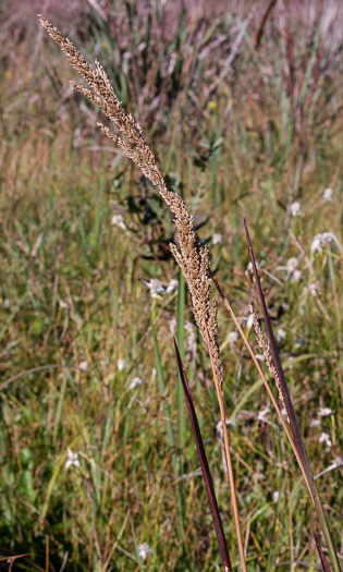 image of Coleataenia rigidula ssp. condensa, Dense Panicgrass