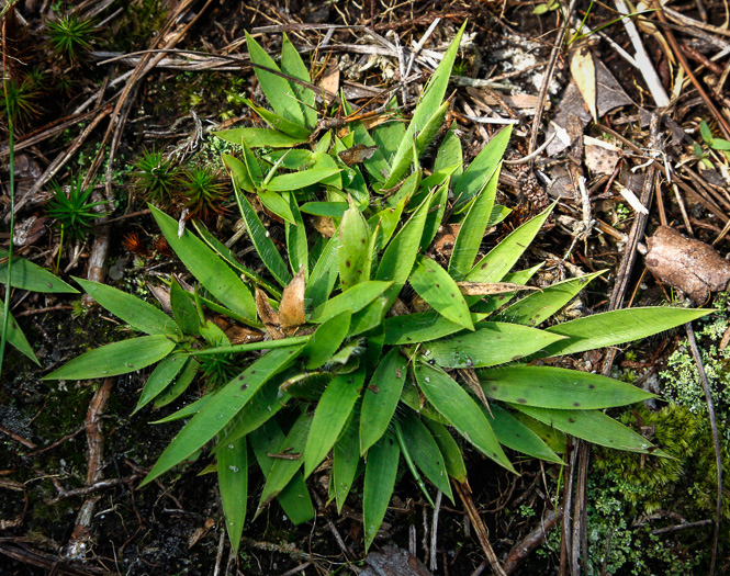 image of Dichanthelium strigosum var. leucoblepharis, Dwarf Witchgrass