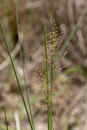 image of Dichanthelium caerulescens, Blue Witchgrass