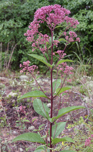 image of Eutrochium dubium, Coastal Plain Joe-pye-weed, Three-nerved Joe-pye-weed