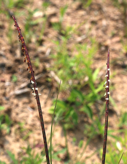 image of Mnesithea cylindrica, Carolina Jointgrass