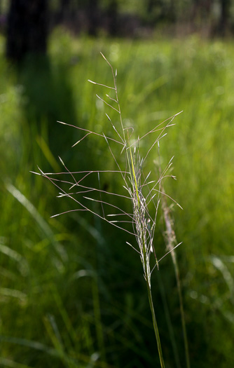 panicle