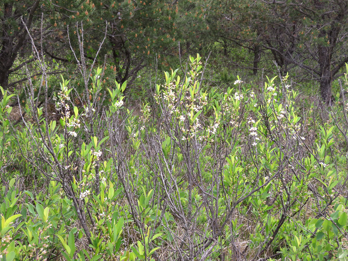 image of Prunus susquehanae, Susquehanna Cherry, Appalachian Sand Cherry, Appalachian Dwarf-cherry