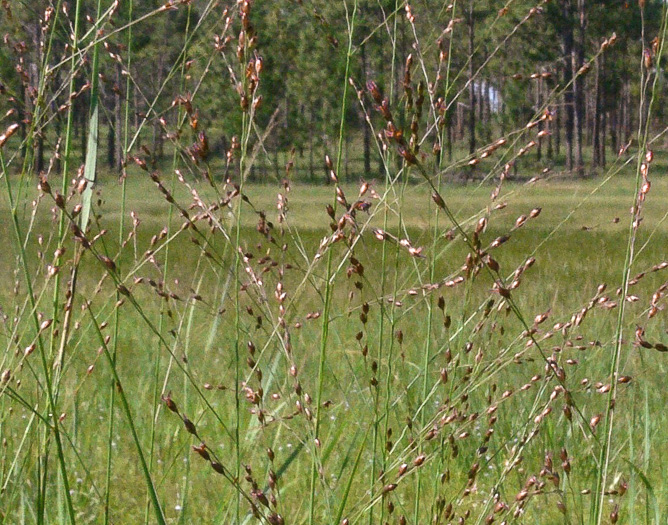 image of Panicum virgatum var. cubense, Blunt Switchgrass, Savanna Panicgrass, Blunt Panicgrass