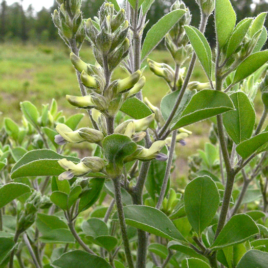 image of Pediomelum canescens, Buckroot, Eastern Prairie-turnip, Hoary Scurfpea, Pineland-turnip