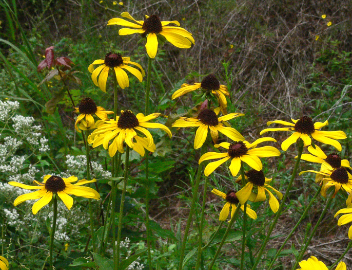 image of Rudbeckia heliopsidis, Sunfacing Coneflower, Pineywoods Coneflower