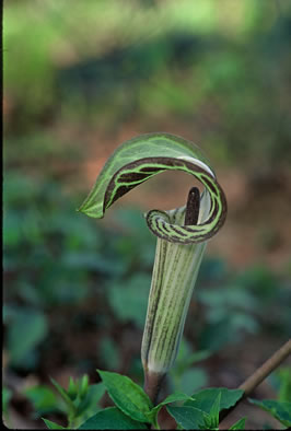 spathe