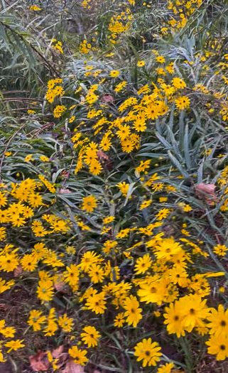 image of Helianthus simulans, Muck Sunflower