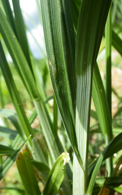 image of Carex gravida, Heavy Sedge, Pregnant Sedge