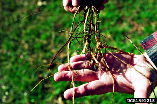 image of Panicum repens, Torpedo Grass