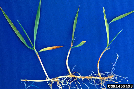 image of Elymus repens, Quackgrass, Dog-grass, Witchgrass