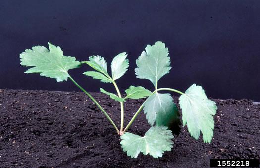 image of Pastinaca sativa, Parsnip