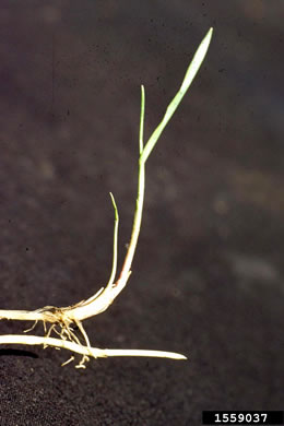 image of Elymus repens, Quackgrass, Dog-grass, Witchgrass