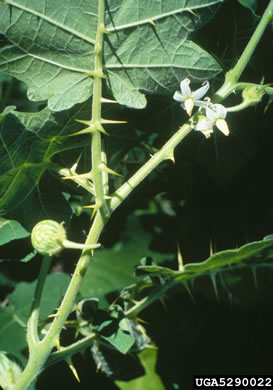 image of Solanum viarum, Tropical Soda-apple