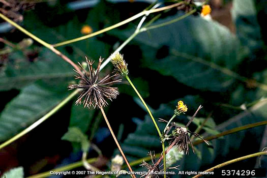 image of Bidens pilosa, Hairy Beggarticks