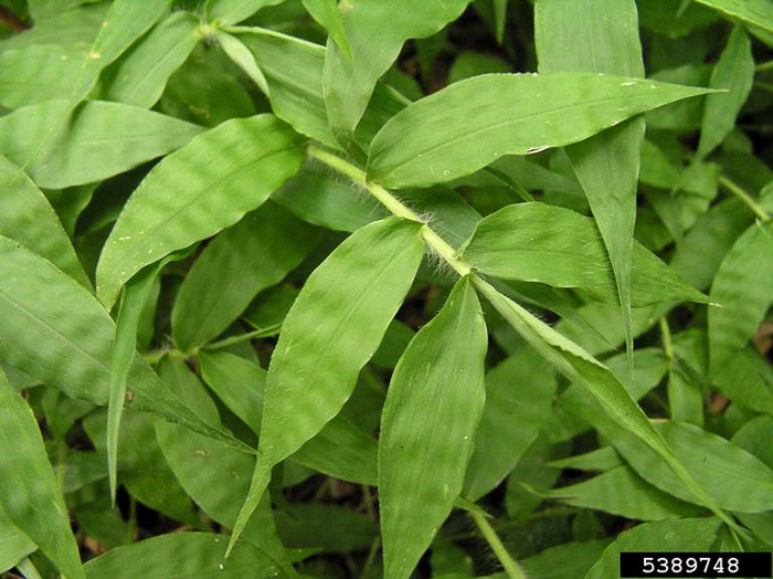 image of Oplismenus undulatifolius, Wavyleaf Basketgrass