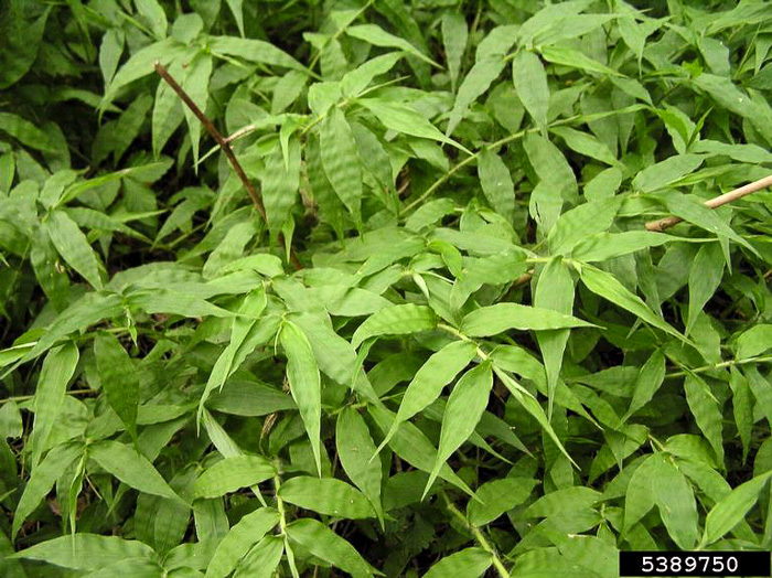 image of Oplismenus undulatifolius, Wavyleaf Basketgrass