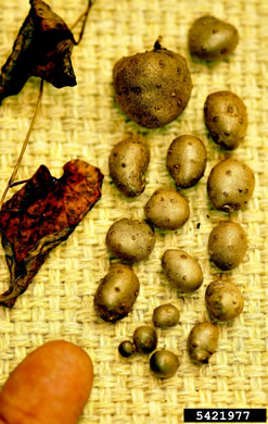 image of Dioscorea polystachya, Cinnamon Vine, Chinese Yam