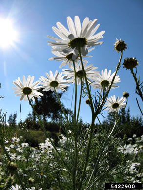 image of Tripleurospermum inodorum, Scentless Chamomile, False Chamomile, Mayweed