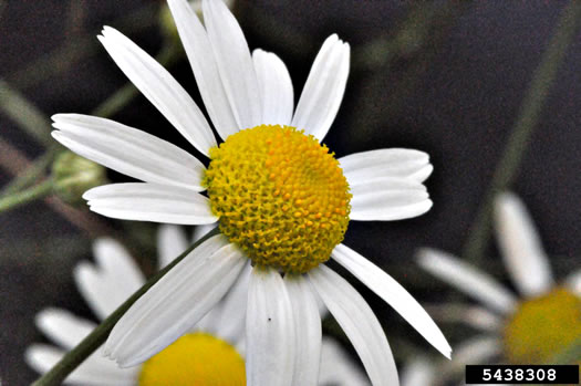 image of Tripleurospermum inodorum, Scentless Chamomile, False Chamomile, Mayweed