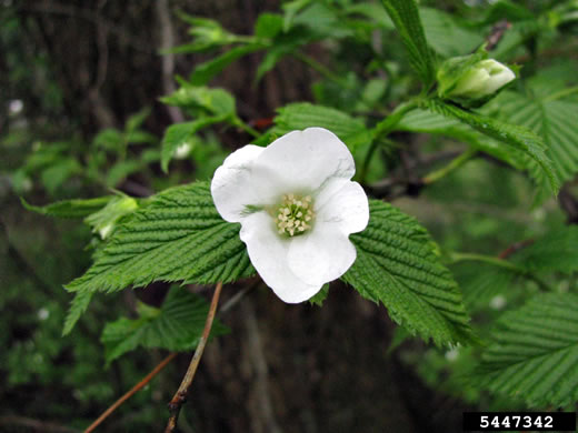 image of Rhodotypos scandens, Jetbead