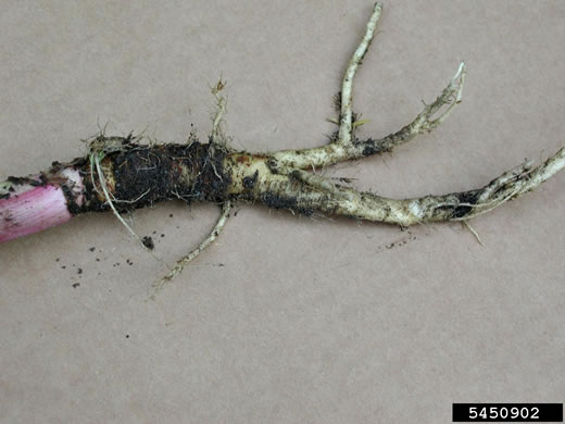 image of Pastinaca sativa, Parsnip