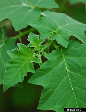 image of Solanum viarum, Tropical Soda-apple