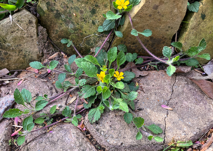 image of Chrysogonum australe, Gulf Coast Green-and-gold