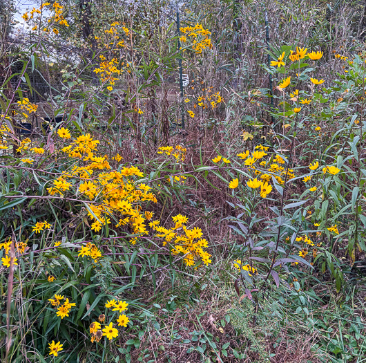 image of Helianthus simulans, Muck Sunflower