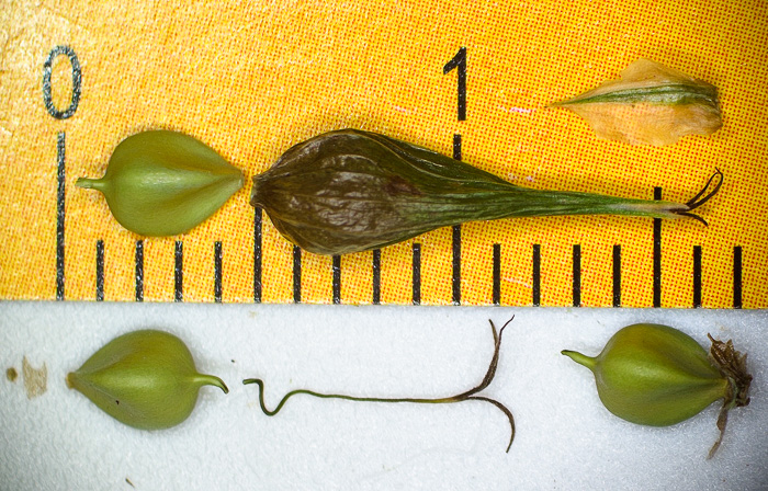 image of Carex intumescens var. fernaldii, Fernald’s Bladder Sedge