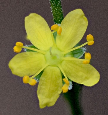 image of Agrimonia rostellata, Woodland Agrimony