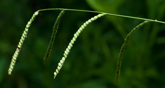 image of Paspalum dilatatum ssp. dilatatum, Dallis-grass