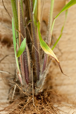 image of Paspalum urvillei, Vasey Grass