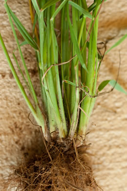 image of Paspalum dilatatum ssp. dilatatum, Dallis-grass