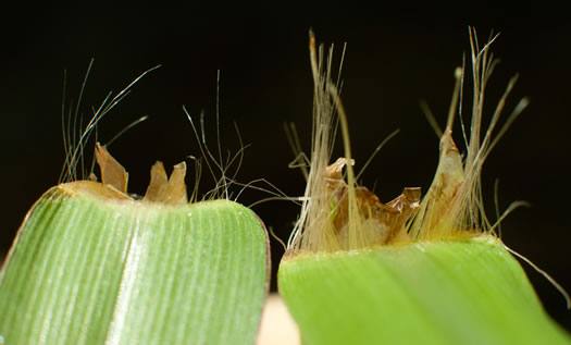 image of Paspalum dilatatum ssp. dilatatum, Dallis-grass