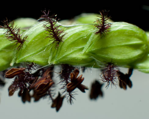 spikelet